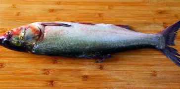 {鮆(骄阳似我电视剧免费观看完整版)-中欧入口